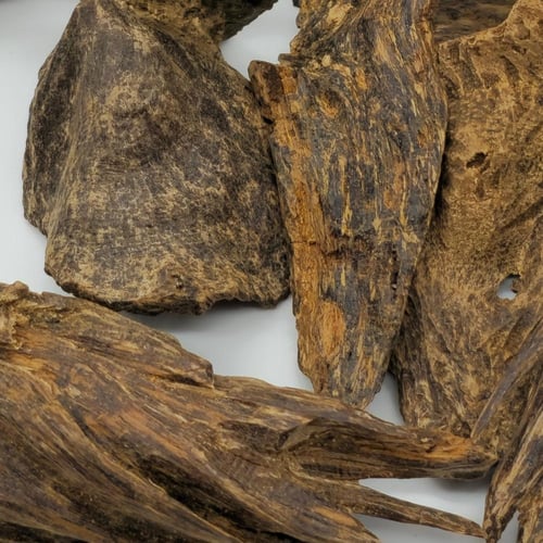 عود سيلاني الصفوة