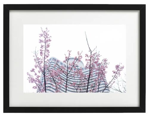 ساكورا أوتاني