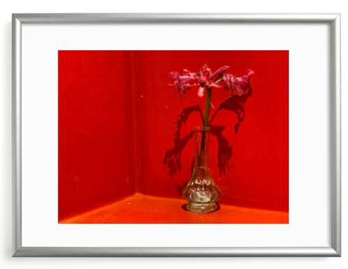 وردة على خلفية حمراء