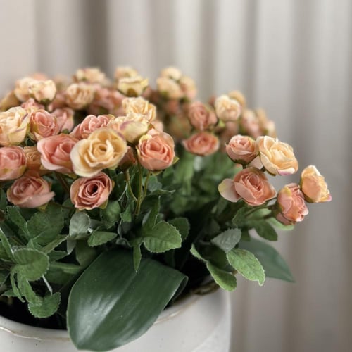 فازة ورد البيبي روز