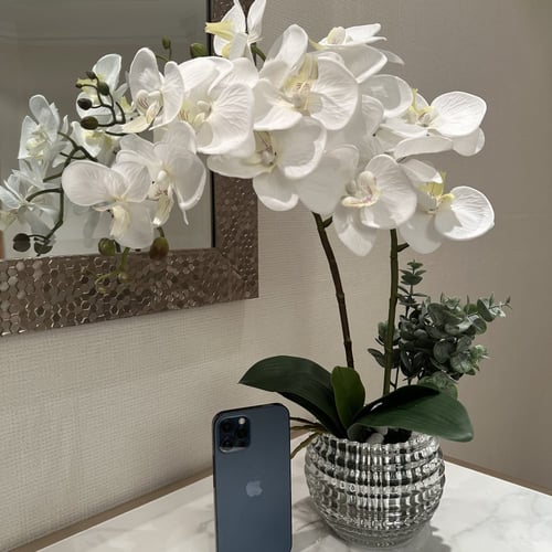 فازة ورد الاوركيد البيضاء