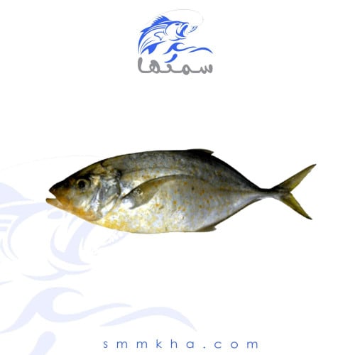 سمك بياض طازج - السعر للكيلو