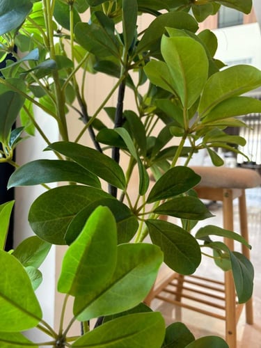 شجرة مع الحوض