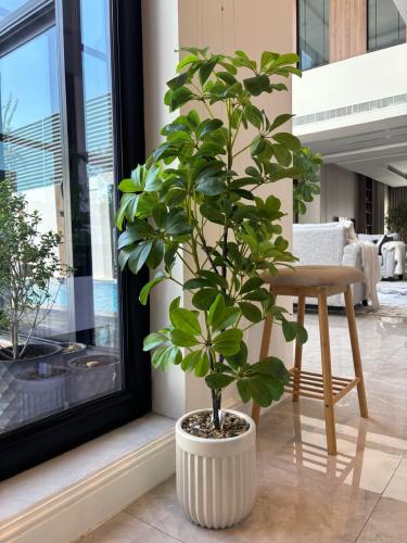 شجرة مع الحوض