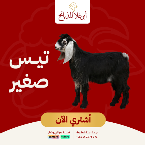 تيس صغير