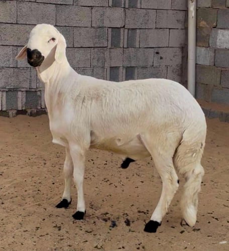 سواكني ابيض جذع تربية