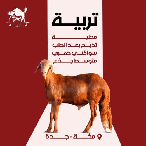 سواكني حمري تربيه جذع