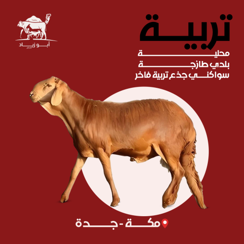 سواكني جذع تربية فاخر عرض