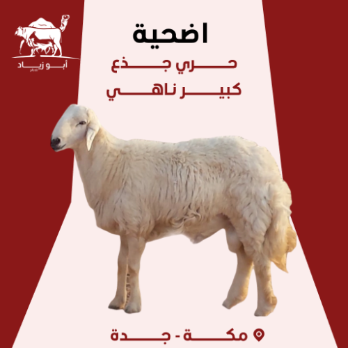 اضحية حري جذع ناهي