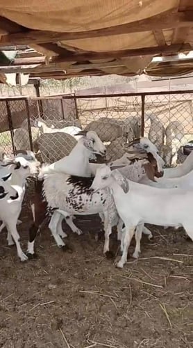 تيس بلدي وسط ( جذع _ثني)