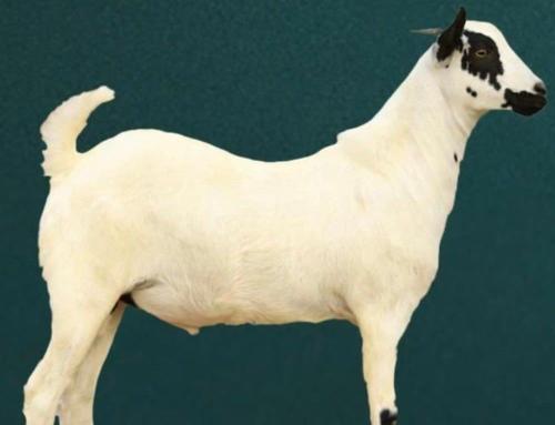 تيس بيشي تربيه كبير جذع