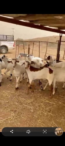 تيس بيشي تربيه كبير جذع