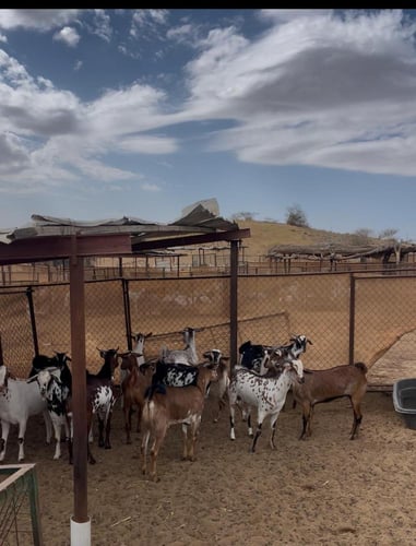 تيس بلدي وسط ( جذع _ثني)