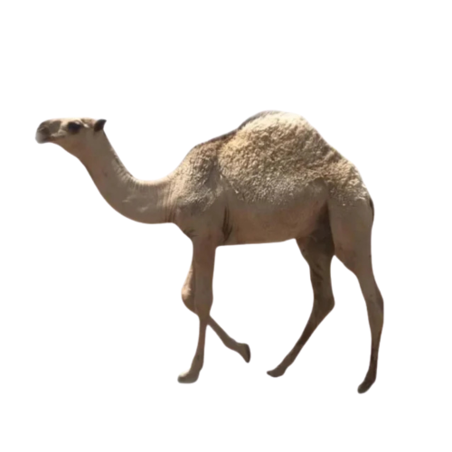 حاشي كامل