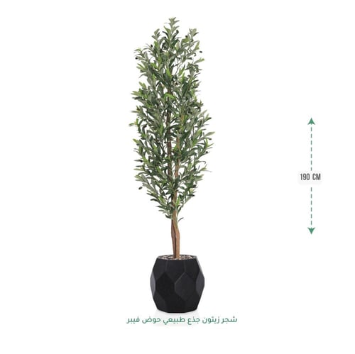 شجرة زيتون صناعية ( ارتفاع 190 سم ) حوض فيبر