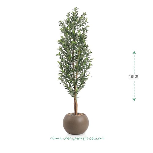 شجرة زيتون صناعية ( ارتفاع 190 سم ) حوض بلاستيك دا...