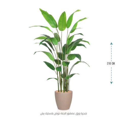 شجرة ورق عصفور الجنة حوض بلاستيك