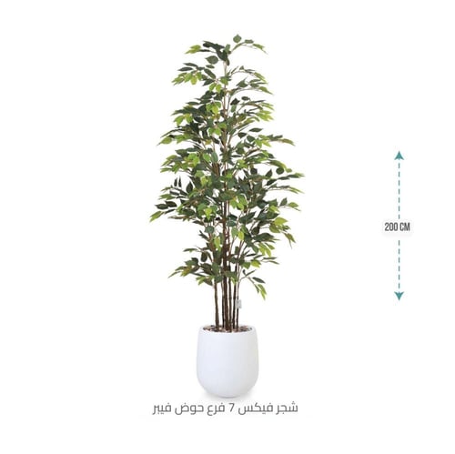 شجرة الفيكس الجذابة بمركن فيبر