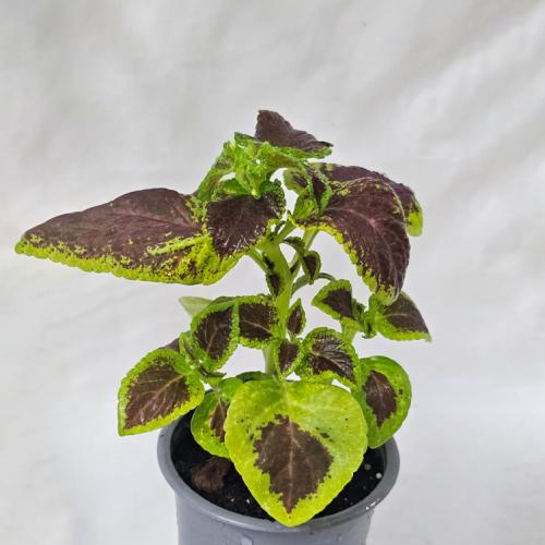 نبتة الكوليوس السجاد