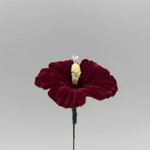 الكركدية (Hibiscus)