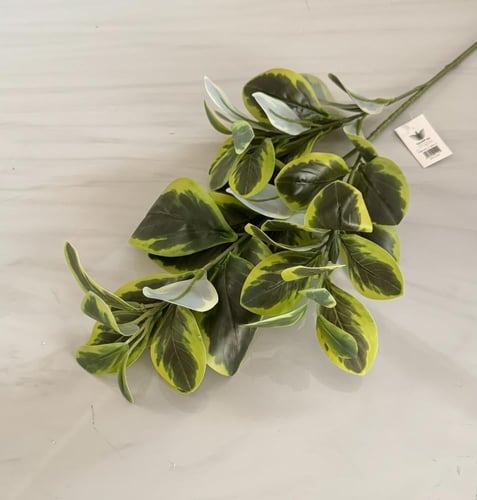 غصن خضار رقم ( 9 ) هاي كوالتي