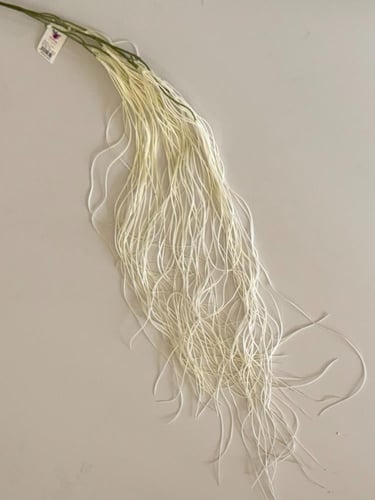 غصن ورد ( 75 )