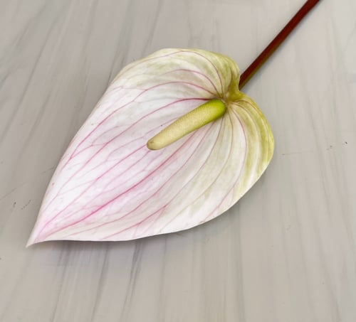 غصن ورد رقم ( 50 ) حجم كبير