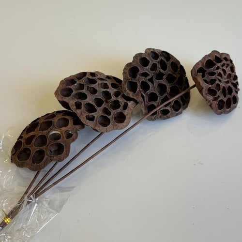 غصن مجفف رقم ( 10 )