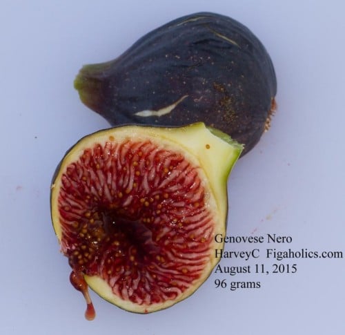 عقل تين جينفز نيرو AF