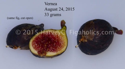 عقل تين فيرنيا 24