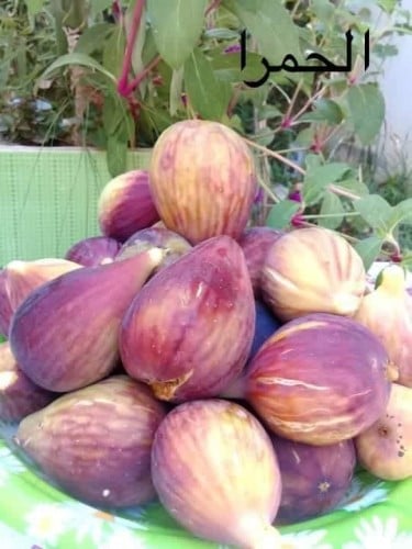 عقل تين الحمرا مغربي