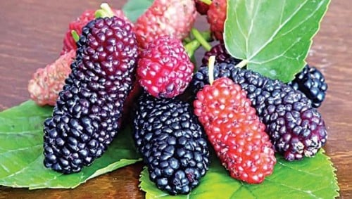 عقل توت تايلندي