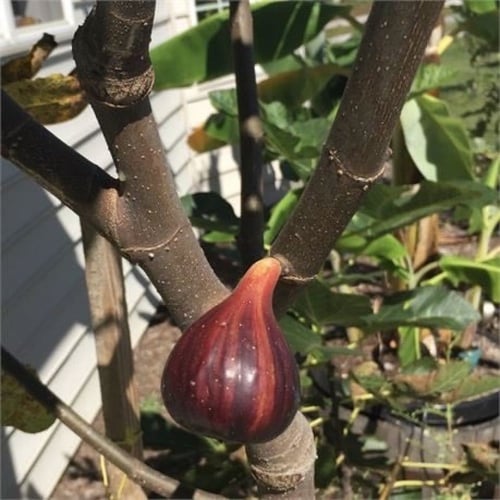 عقل تين تايقر أحمر