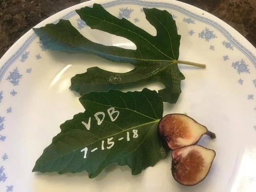 عقل تين فوليت دي برودو