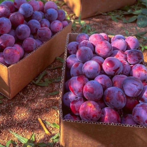 عقل بخارى توت أو بخارة الشفا