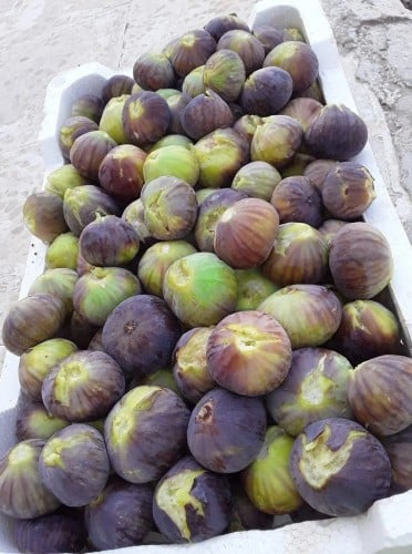 عقل تين زراقي أردني