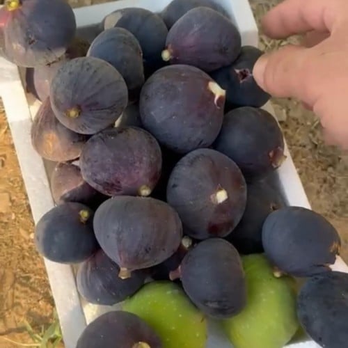 عقل تين لبناني أحمر نسخة باس