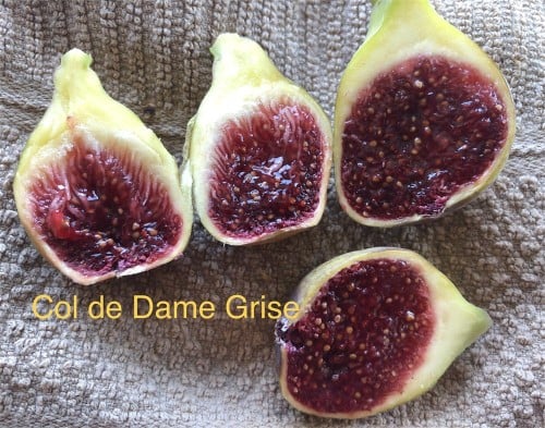 عقل تين كول دي دام قريس