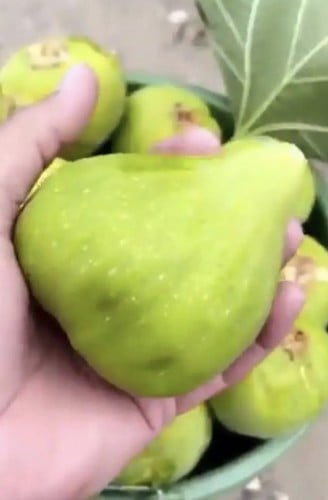 عقل تين الغاني