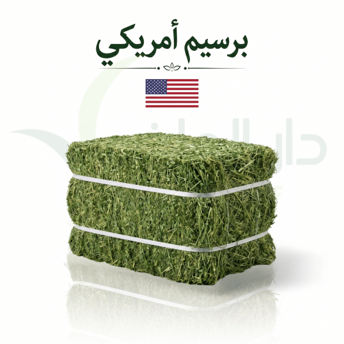 برسيم امريكي 50ك