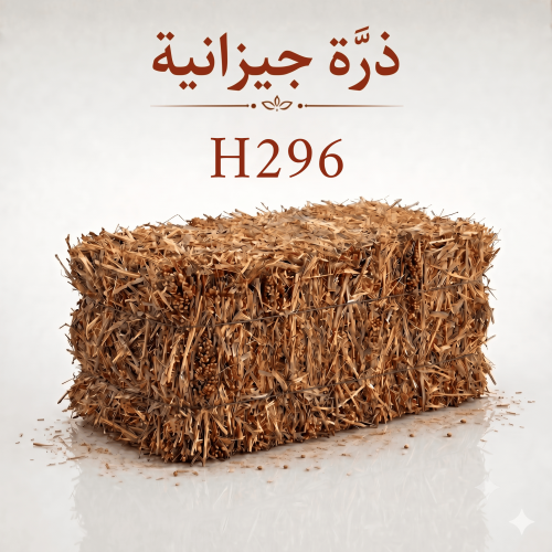 ذرة جيزانية - H296