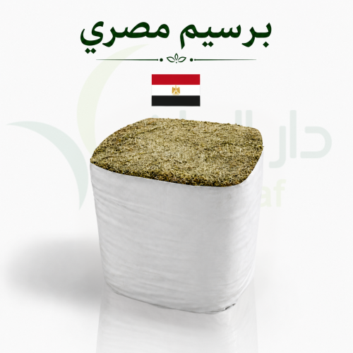 برسيم مصري