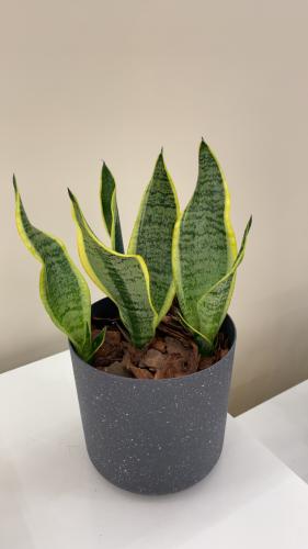 نبتة جلد النمر | Sansevieria trifasciata