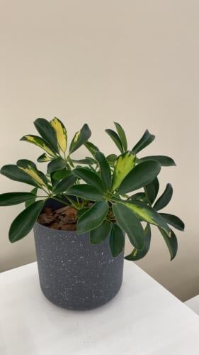 نبتة الشفليرا | Schefflera