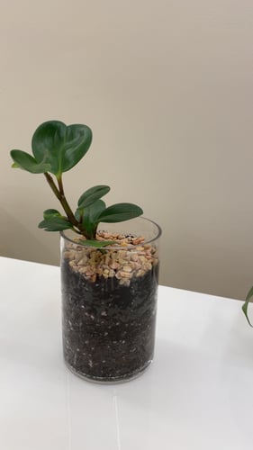 نبتة الببروميا | Peperomia
