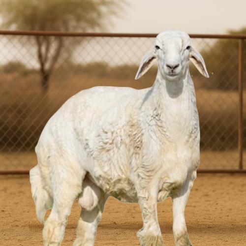 حري جبر جذع