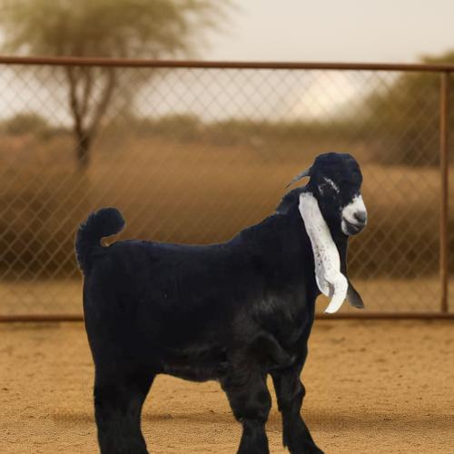 تيس وسط