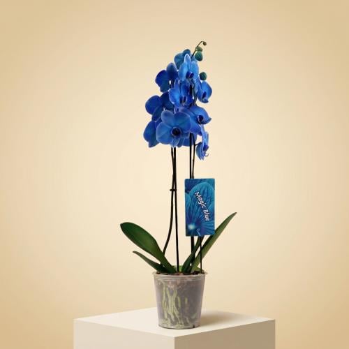 Blue orchid plant