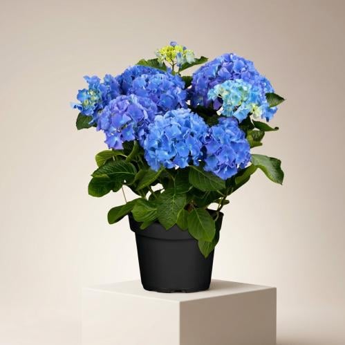 Natural hydrangea plant