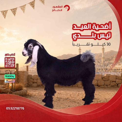 أضحية تيس بلدي 30 كيلو تقريباً (بعد الذبح) مكمل لش...